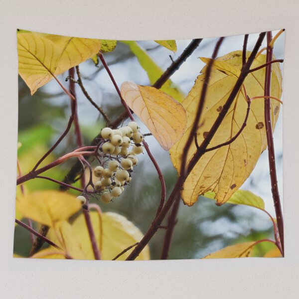 Item preview, Siberian dogwood berries in the fall designed and sold by Jouko Lehto Photography.