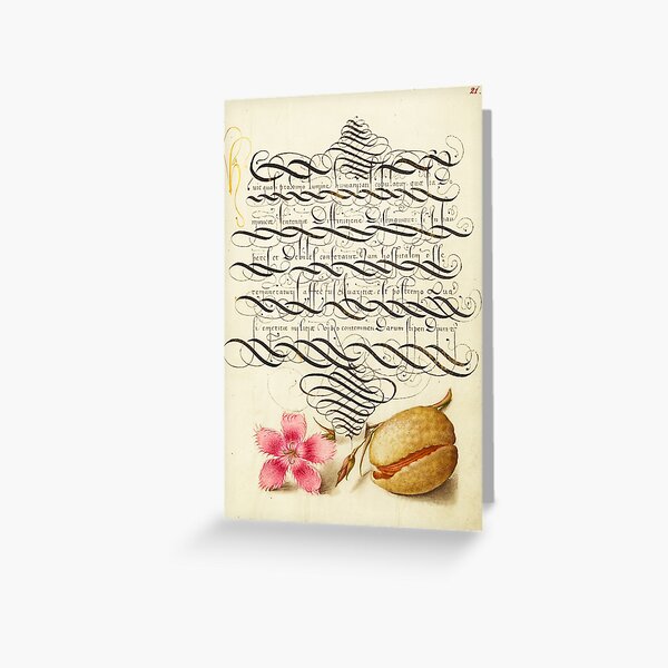 Item preview, Naturalist Manuscript Flower Illumination: Dianthus and Almond by Joris Hoefnagel  designed and sold by Naturalist Prints.