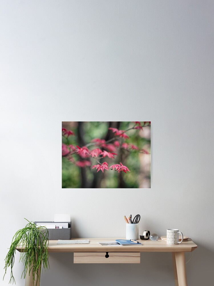 Thumbnail 2 of 3, Poster, Japanese Maple designed and sold by yolanda.