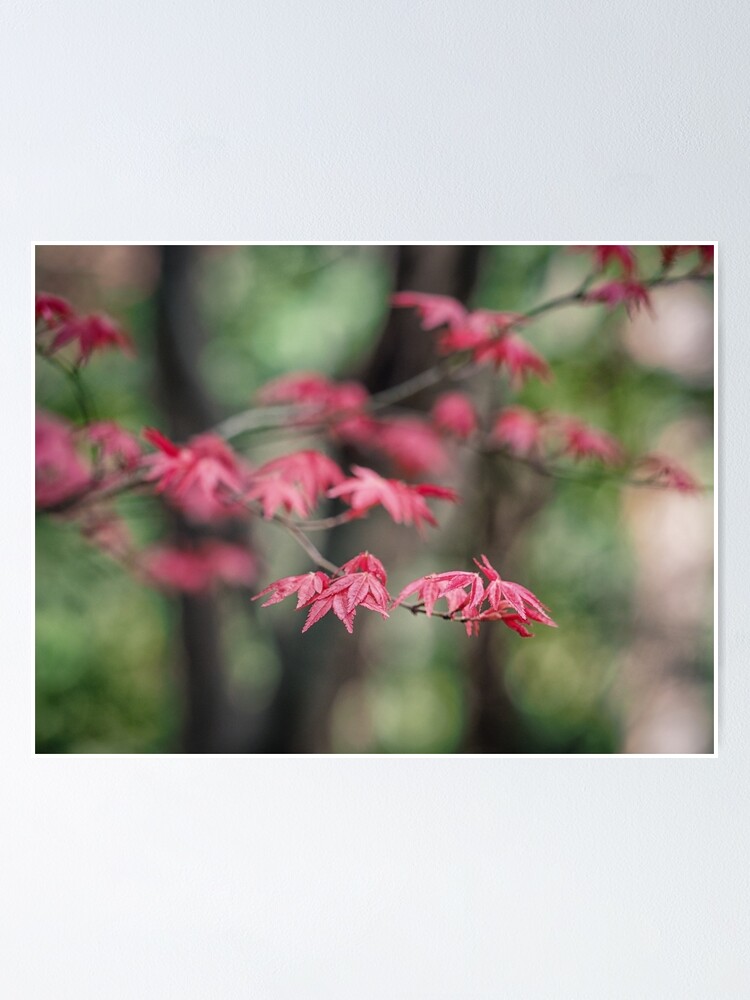 Thumbnail 1 of 3, Poster, Japanese Maple designed and sold by yolanda.