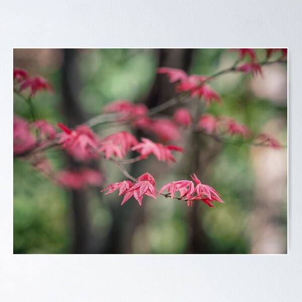 Item preview, Japanese Maple designed and sold by yolanda.