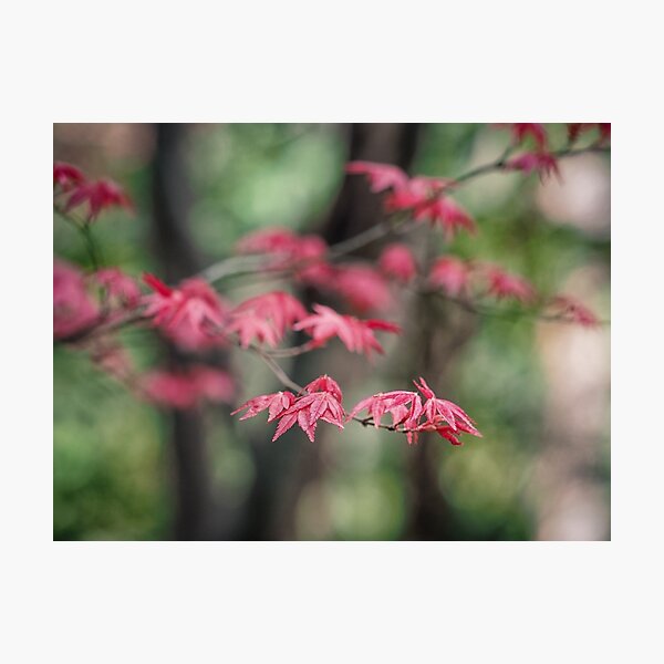 Aperçu de l'œuvre Japanese Maple créée et vendue par yolanda.
