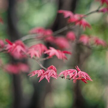 Artwork thumbnail, Japanese Maple by yolanda