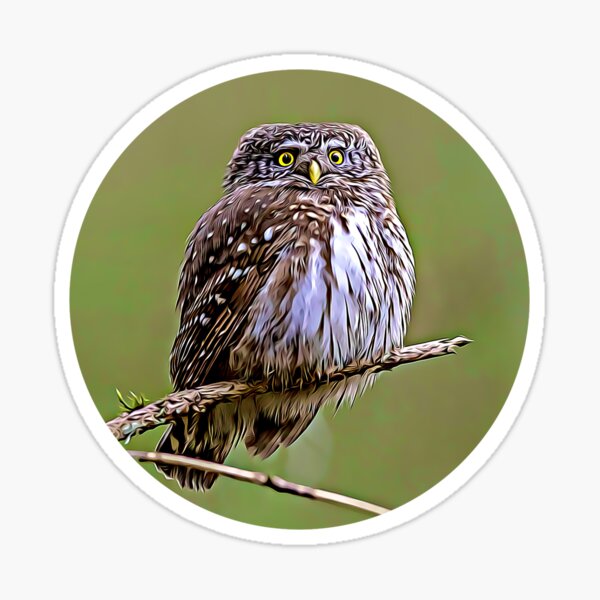 Item preview, Eurasian Pygmy Owl Portrait designed and sold by KJCasey1982.