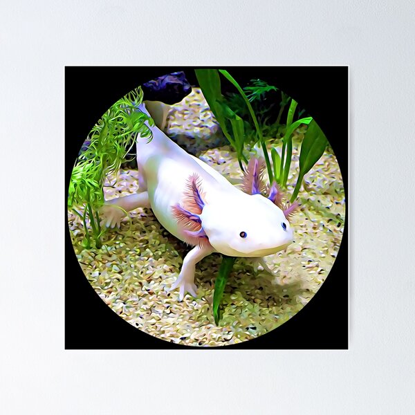 Blue Kawaii Axolotl Cute Poster for Sale by xmjajd