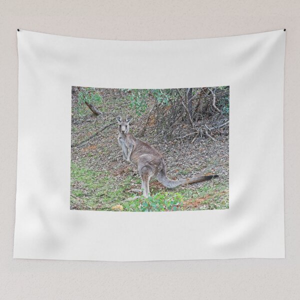 Artikelvorschau, Känguru, Canberra, Australien entworfen und verkauft von StevenRalserPhoto.