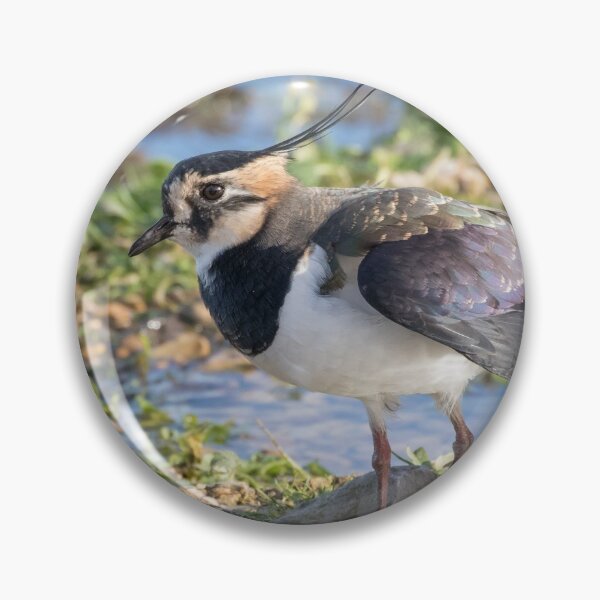 Item preview, Lapwing designed and sold by LaurenTucker.