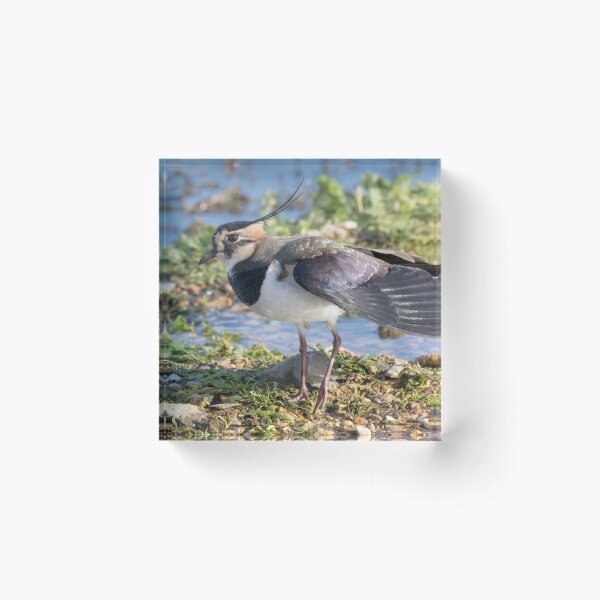 Item preview, Lapwing designed and sold by LaurenTucker.