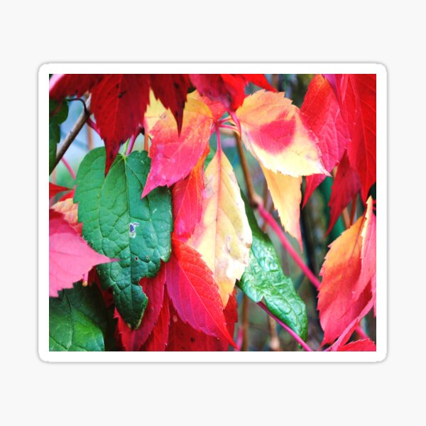 Item preview, The beautiful fall colors. designed and sold by Tableaux51.