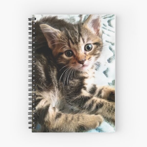Aperçu de l'œuvre Chaton mignon créée et vendue par jupiterarts.