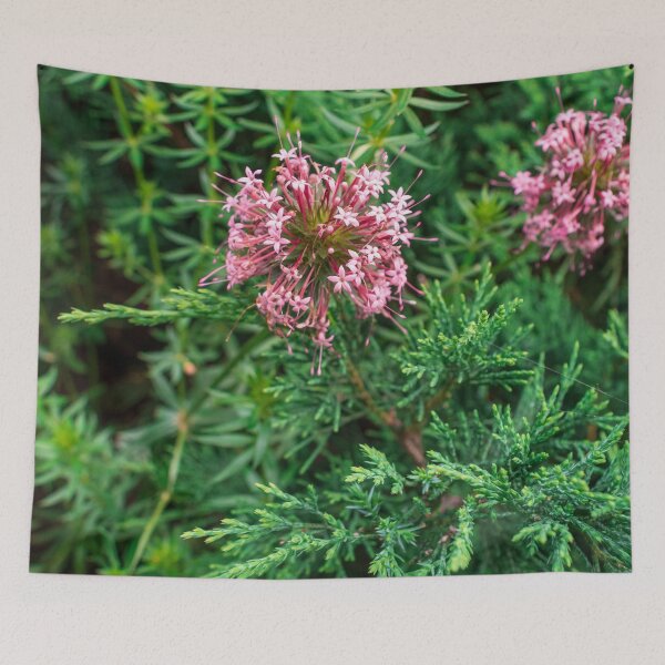 Item preview, Pink Phuopsis Stylosa "Purpurea" designed and sold by AlinaSCorner.