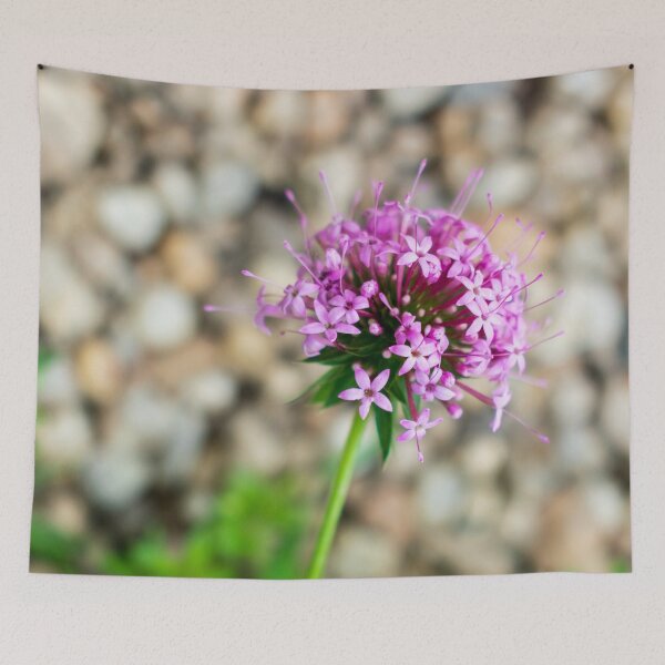 Item preview, Phuopsis Stylosa "Purpurea" designed and sold by AlinaSCorner.