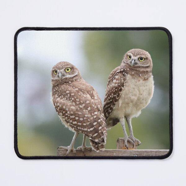 Item preview, Owlets designed and sold by mlorenz.