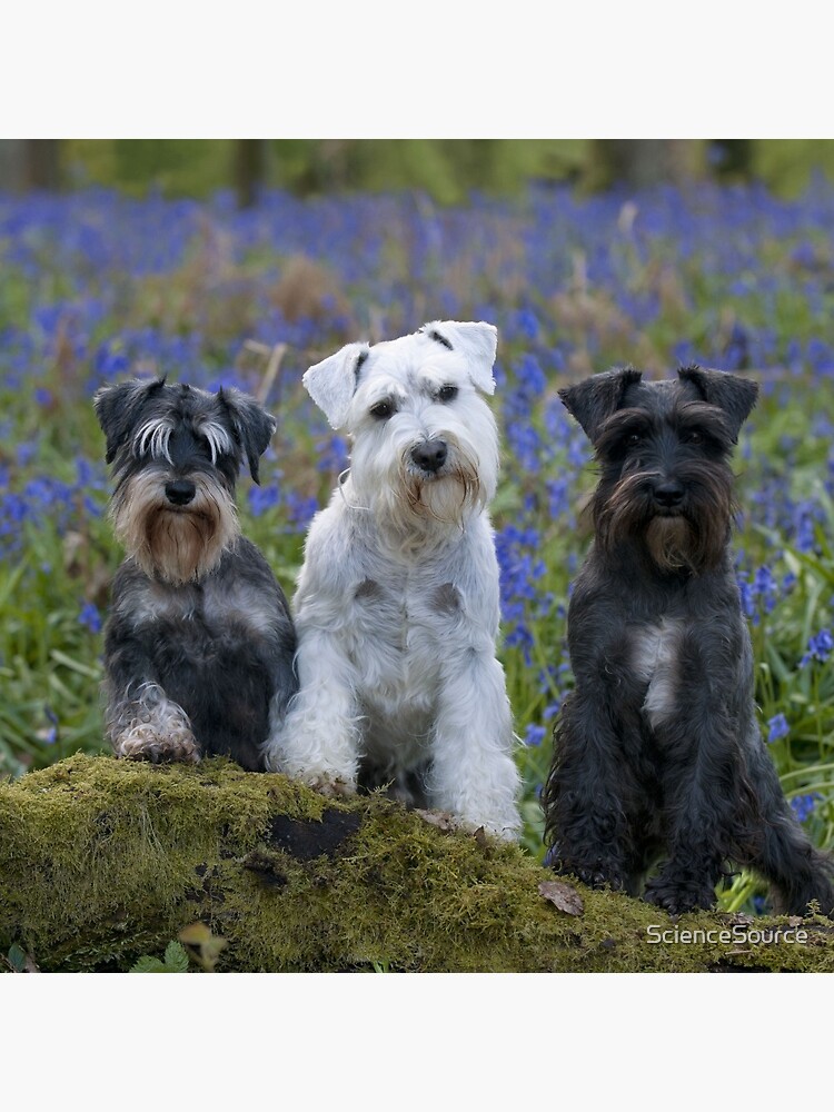 Grey schnauzer 2024