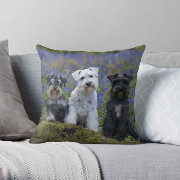 Miniature shop schnauzer pillow