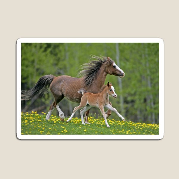 Item preview, Welsh Pony Mare and Foal designed and sold by ScienceSource.