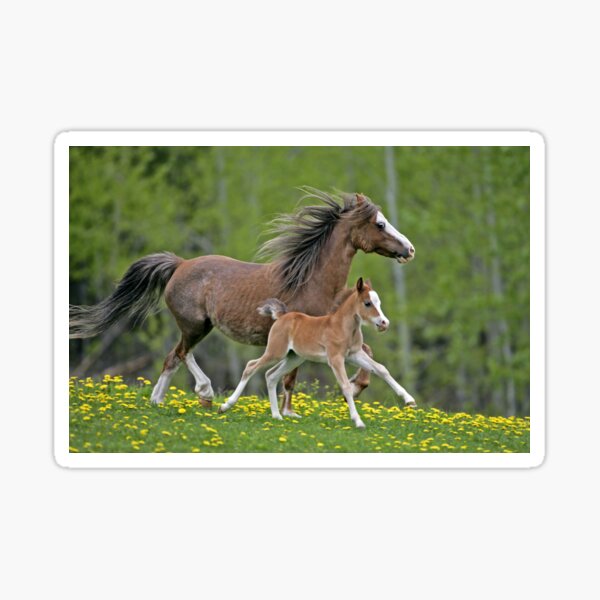 Wall Tattoo Horse Child Girls Pony Sticker 3d Farm Animals Meadow Animals Sticker 