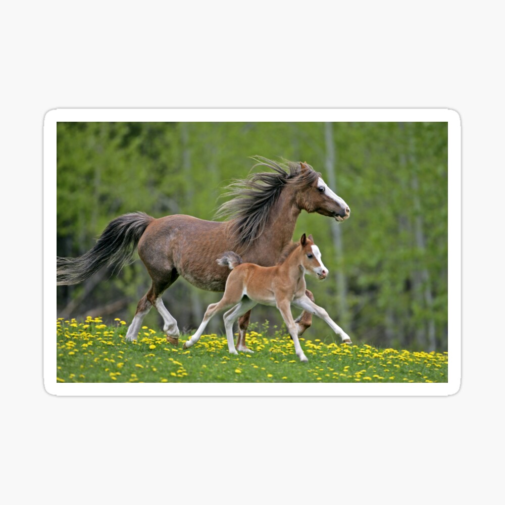 Welsh Pony Mare and Foal Poster