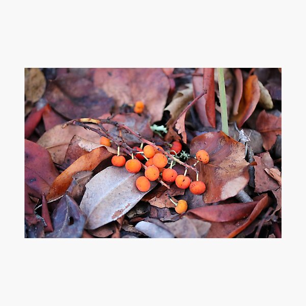 Item preview, Manzanita Berries designed and sold by Emmaline Jones.