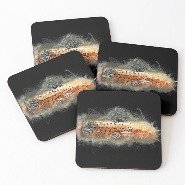 Item preview, Albino callus catfish - Megalechis thoracata designed and sold by AquariumLutter.
