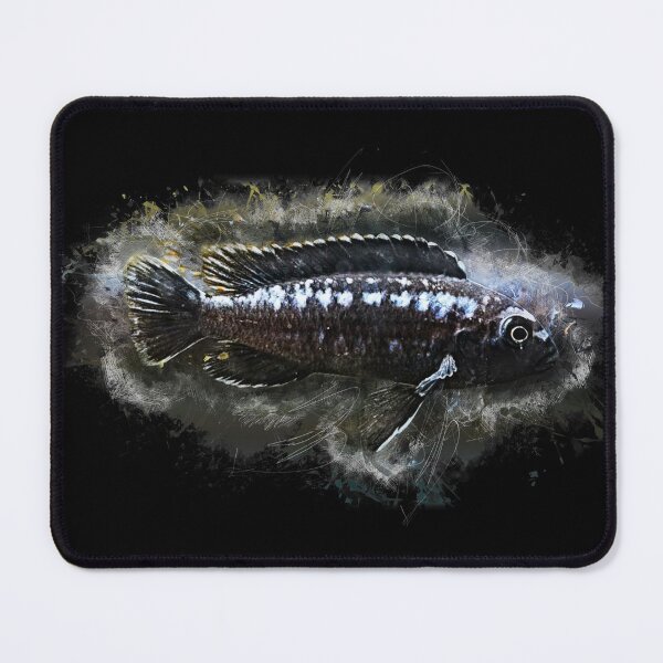 Item preview, Cobalt orange perch - Melanochromis johanni designed and sold by AquariumLutter.