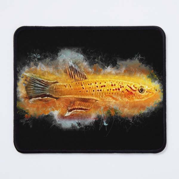 Item preview, Cape Lopez Magnificent Karpfling Gold - Aphyosemion australe designed and sold by AquariumLutter.