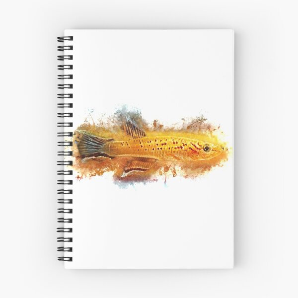 Item preview, Cape Lopez Magnificent Karpfling Gold - Aphyosemion australe designed and sold by AquariumLutter.