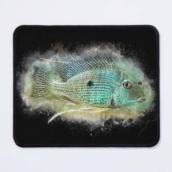 Item preview, Rio Caeté Eartheater - Geophagus sp. Rio Caeté designed and sold by AquariumLutter.