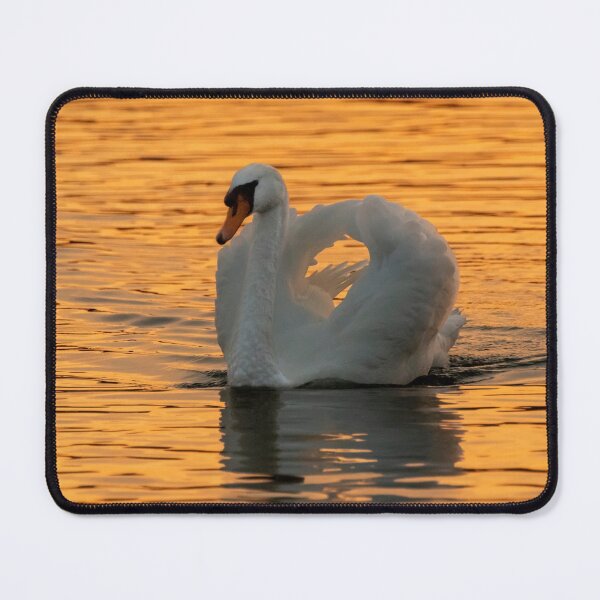 Item preview, Sunset swan on a lake designed and sold by iCimages.net.