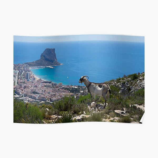 Mountain goat looks at Calpe and the Mediterranean Sea Poster