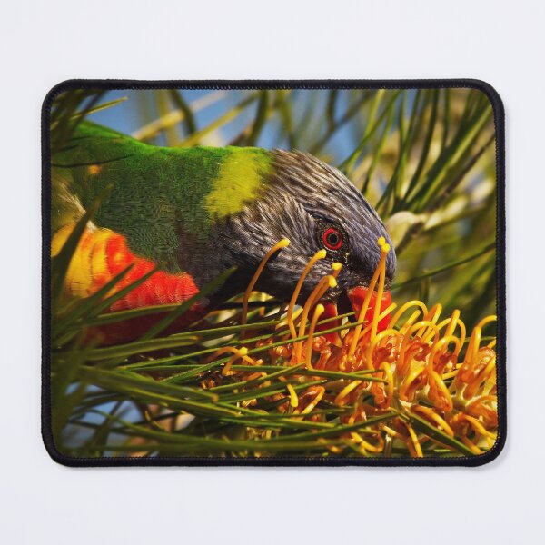 Item preview, Rainbow Lorikeet and Grevillea Honey Gem designed and sold by Ohlordi.