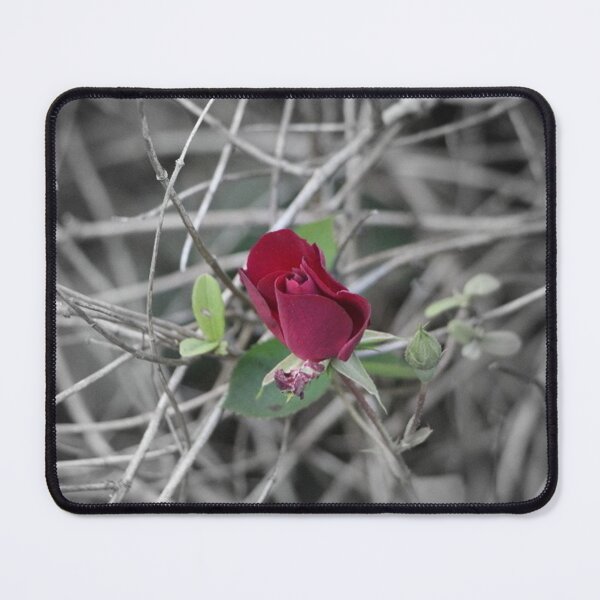 Item preview, Small Red Climbing Rose Bud Focal Black and White designed and sold by JariHawk.