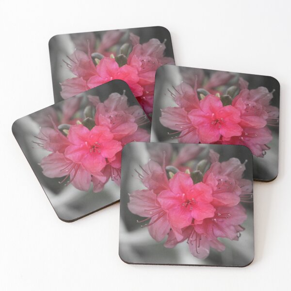Item preview, Pink Azalea Bush Bloom Focal Black and White designed and sold by JariHawk.