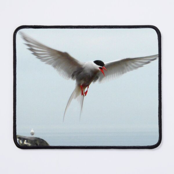 Item preview, Arctic Tern designed and sold by angel1.