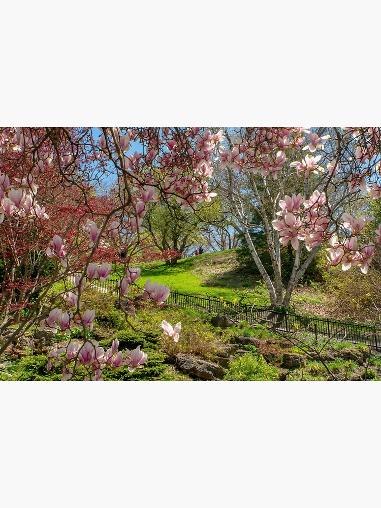 "Magnolia and Japanese Maple, and Birch Tree" Sticker for Sale by