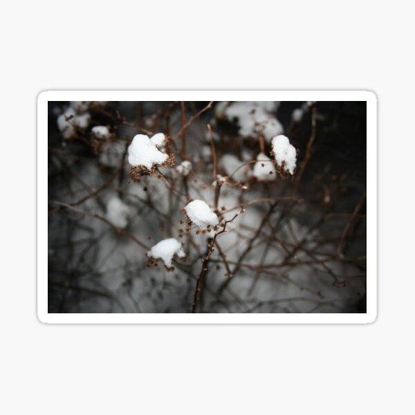 Winter After Dark // Frosted Tips Sticker