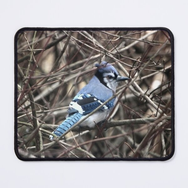 Item preview, Handsome Male Blue Jay Bird in the Winter designed and sold by JariHawk.