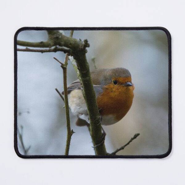 Item preview, British Robin on a branch in winter designed and sold by RumRagephotos.