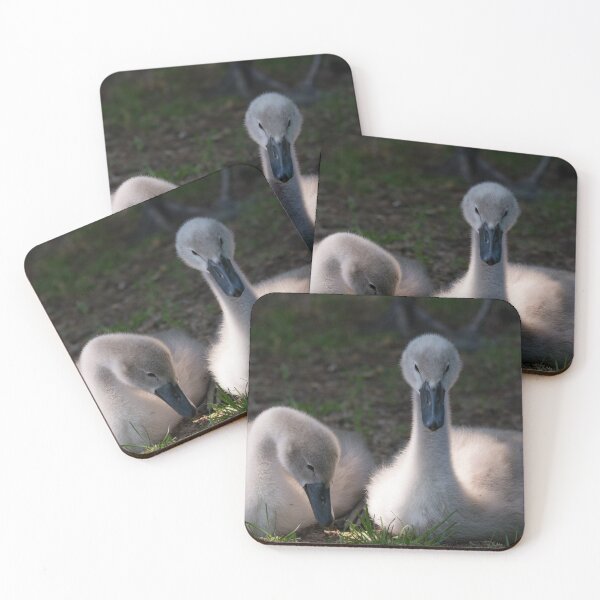 Item preview, Cygnets resting on the grass banks designed and sold by RumRagephotos.