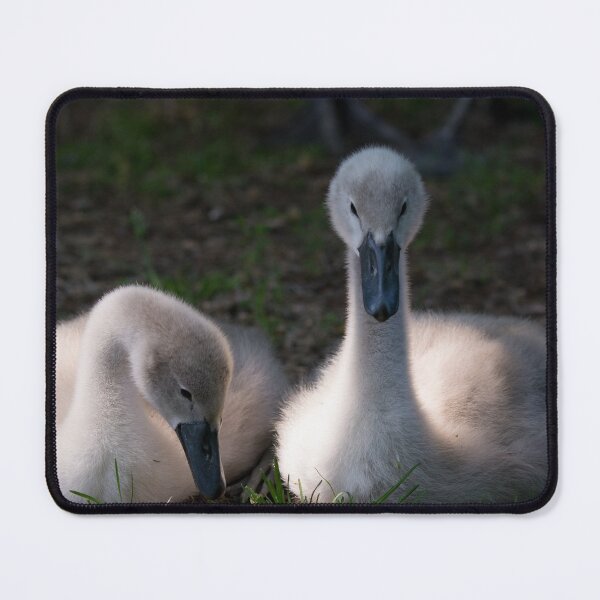 Item preview, Cygnets resting on the grass banks designed and sold by RumRagephotos.