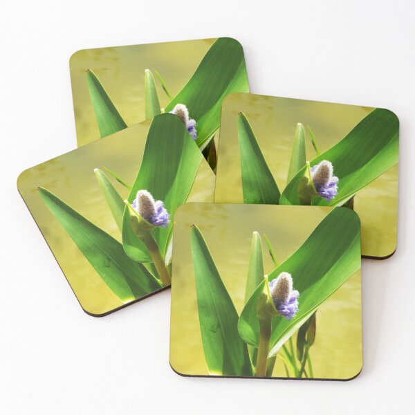 Item preview, Heartleaf pikeweed, Pontederia cordata, water hyacinth in the pond close-up designed and sold by un-artiges.