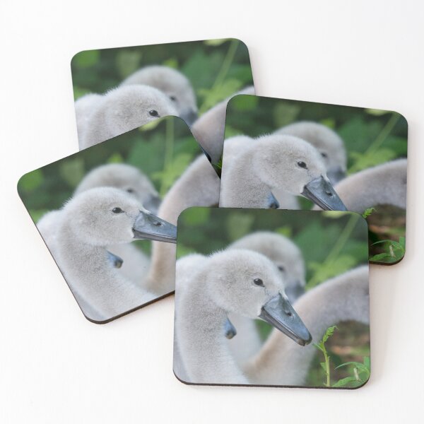 Item preview, A group of Cygnets snacking on long grass designed and sold by RumRagephotos.