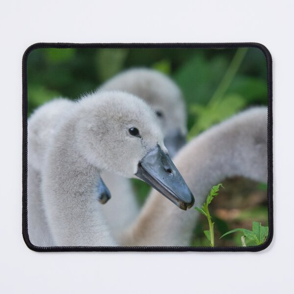 Item preview, A group of Cygnets snacking on long grass designed and sold by RumRagephotos.