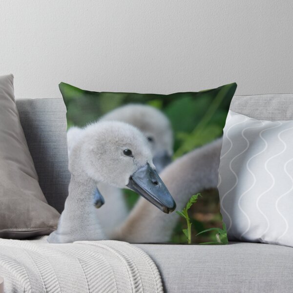 Artikelvorschau, A group of Cygnets snacking on long grass entworfen und verkauft von RumRagephotos.