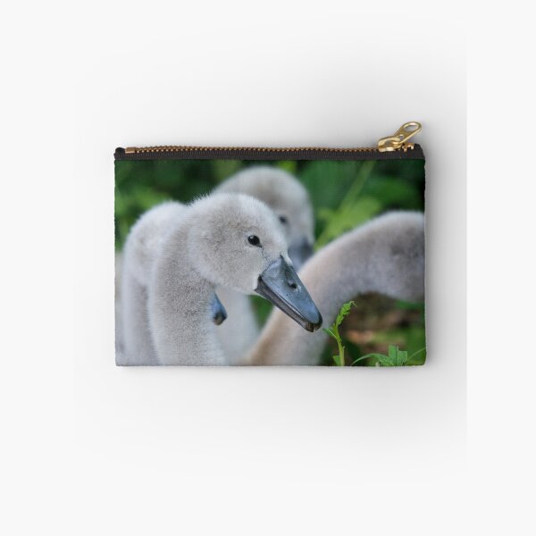 Item preview, A group of Cygnets snacking on long grass designed and sold by RumRagephotos.