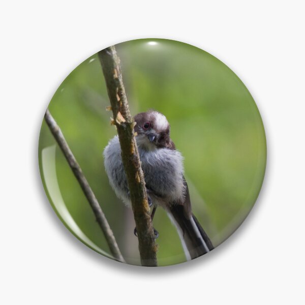 Item preview, A Long Tailed Tit perches on a branch designed and sold by RumRagephotos.