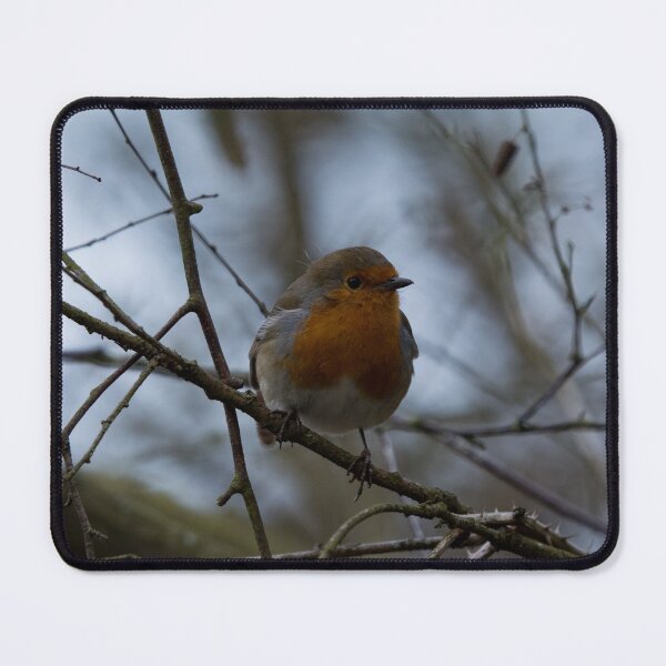 Item preview, British Red Robin on a branch designed and sold by RumRagephotos.