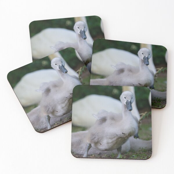 Item preview, Young Cygnet stands on a river bank designed and sold by RumRagephotos.