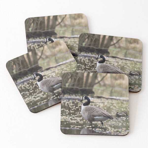 Item preview, A Canada Goose wades through a pond designed and sold by RumRagephotos.