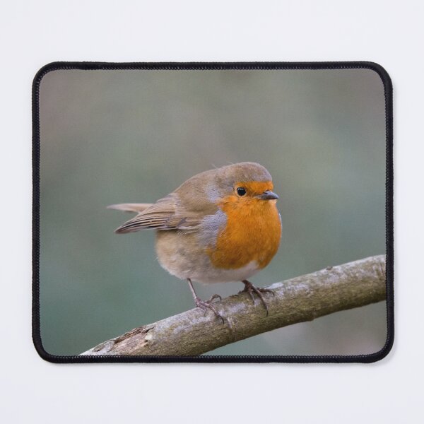 Item preview, British Red Robin perches on a branch designed and sold by RumRagephotos.